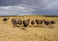 Ostriches, The Garden Route, &copy;Daniel Newcombe